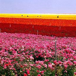 前《Valorant》总监加盟Bungie 《命运2》的开发商